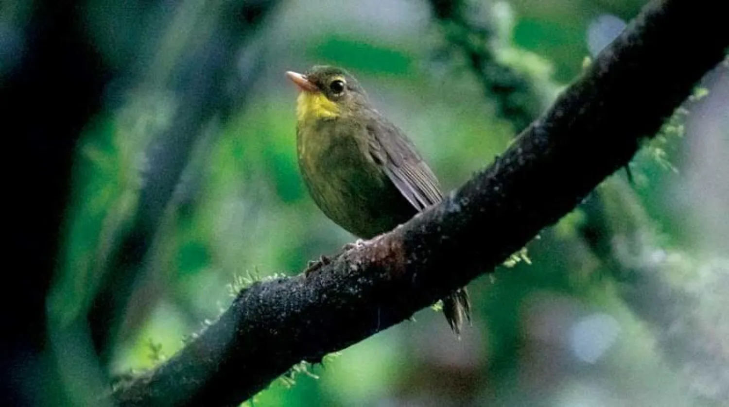 طائر «دسكي تيتراكا» في غابة نائية بمدغشقر (أ.ف.ب)