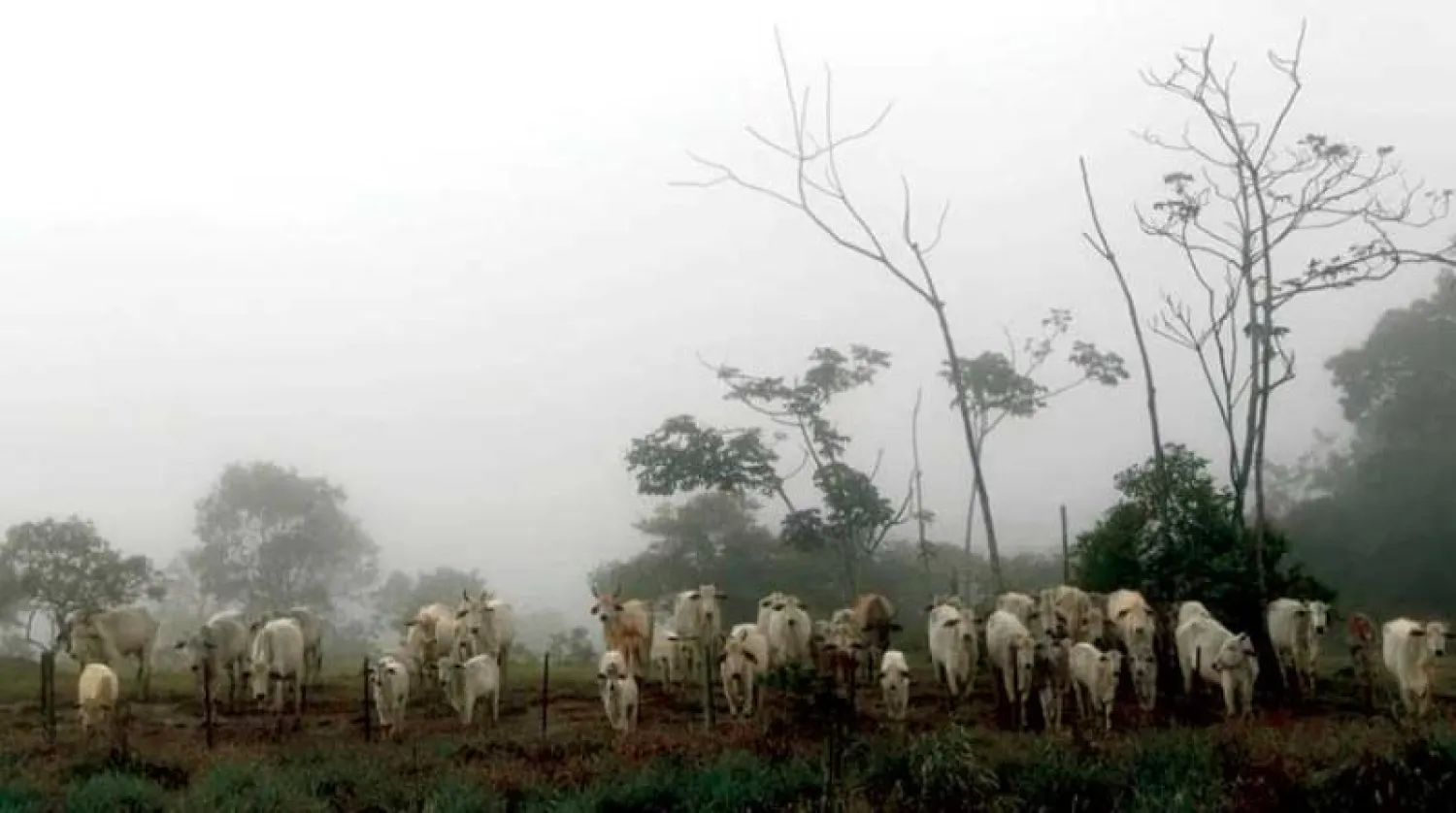 أبقار في إحدى المزارع بولاية ماتو غروسو وسط البرازيل (رويترز)