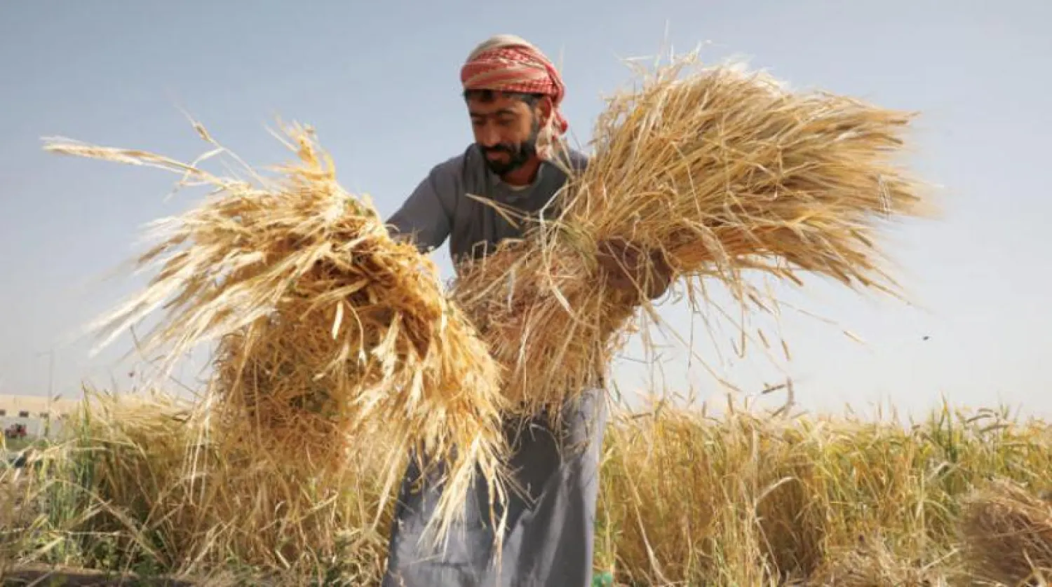 A Yemeni collecting wheat after harvesting them in a farm field on the outskirts of Sanaa (EPA)