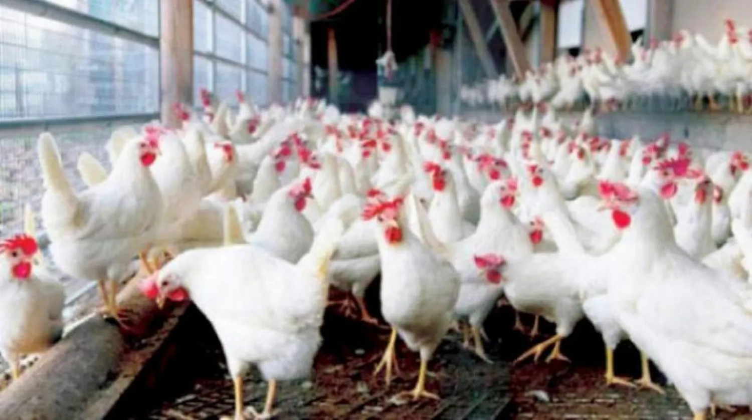 (1) إحدى مزارع الدواجن في مصر (أ.ف.ب)