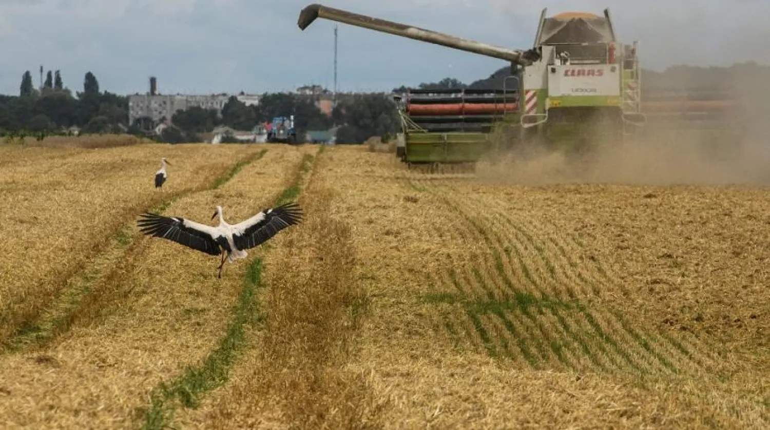 Storks walk next to a combine harvesting wheat in a field near the village of Zghurivka, amid Russia's attack on Ukraine, in Kyiv region, Ukraine August 9, 2022. (Reuters)

