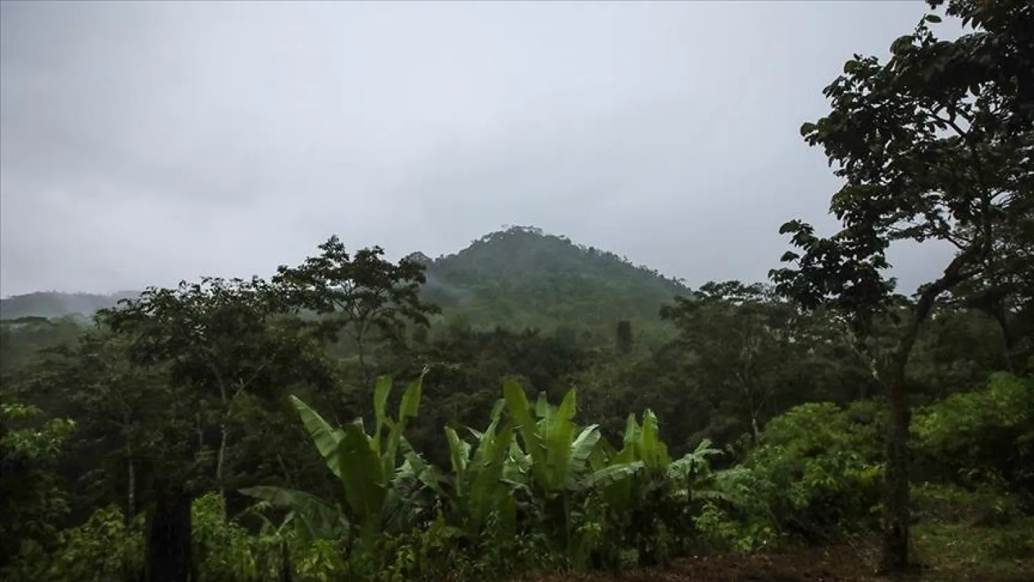 AA