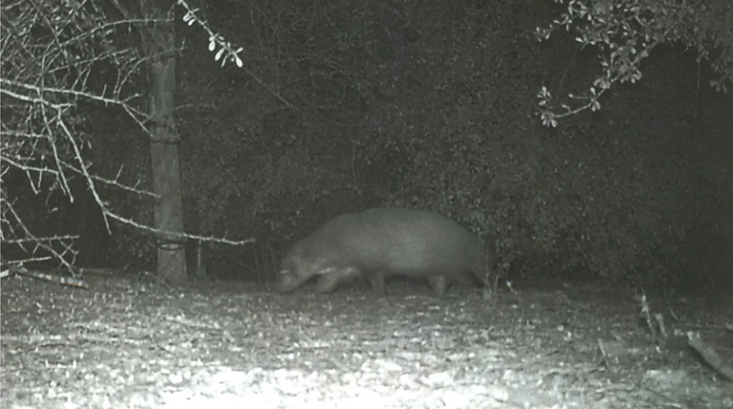 Yetkililer, görüntünün bir ziyaretçi tarafından yakalandığını ve bu yüzden hayvanın tam yerinin bilinmediğini açıkladı (Bentsen-Rio Grande Valley Eyalet Parkı)
