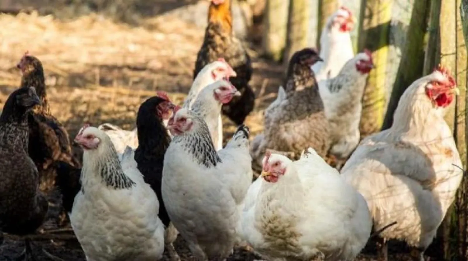 الرجل الصيني وجه مصباحاً يدوياً عالي الإضاءة تجاه الطيور التي أصابها الخوف الشديد (أ.ف.ب)