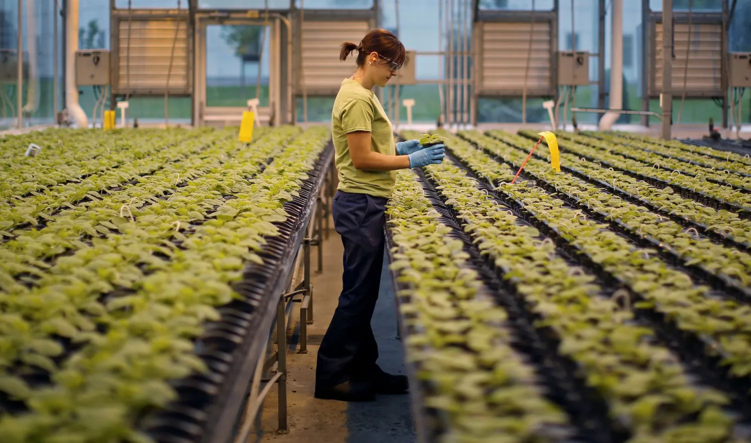 A worker inspects the Nicotiana benthamiana plants at a
Medicago greenhouse in Quebec City, August 13, 2014. REUTERS/Mathieu
Belanger/File Photo