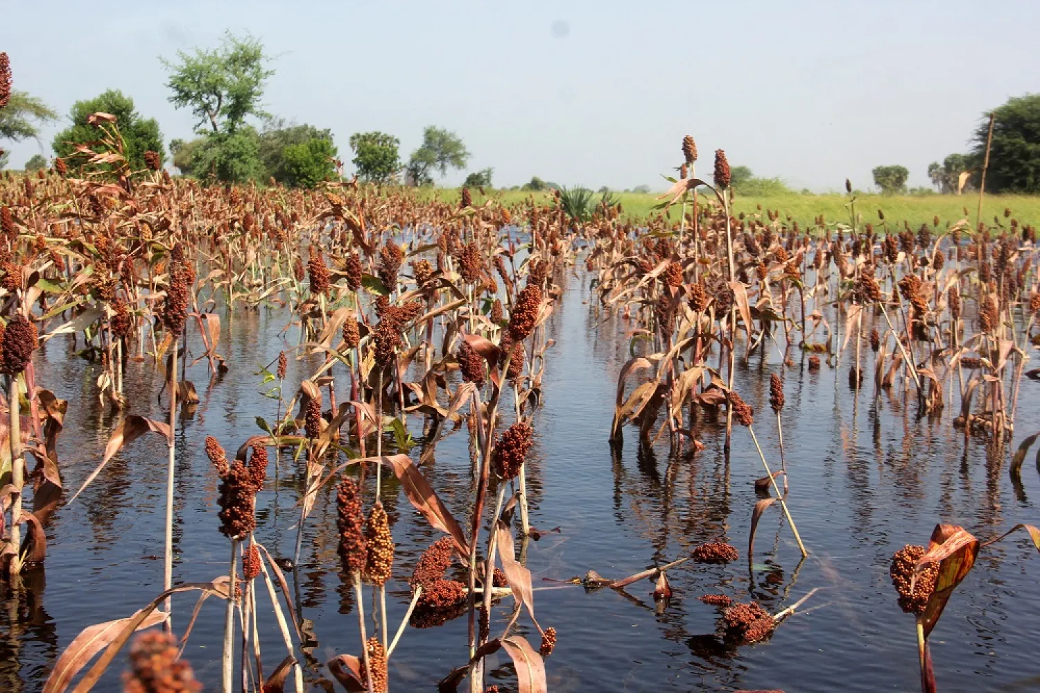 General view shows the submerged red sorghum field after heavy rain in Kournari village, on the outskirts of Ndjamena, Chad October 26, 2022. (Reuters)