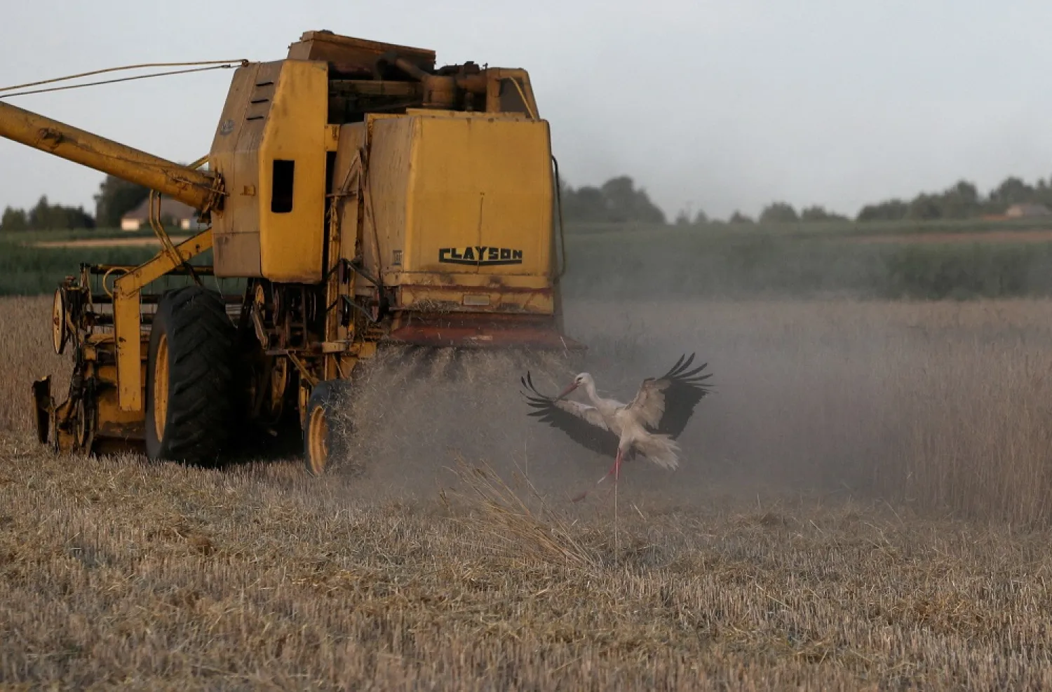 A stork flies as combine harvester reaps grain at a field near Celinowo Poland July 28, 2022. (Reuters)