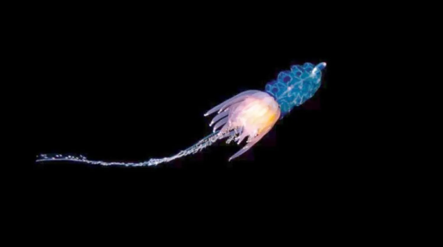 Alacakaranlık Kuşağı deniz yaşamı için hayati bir habitattır (Getty Images)