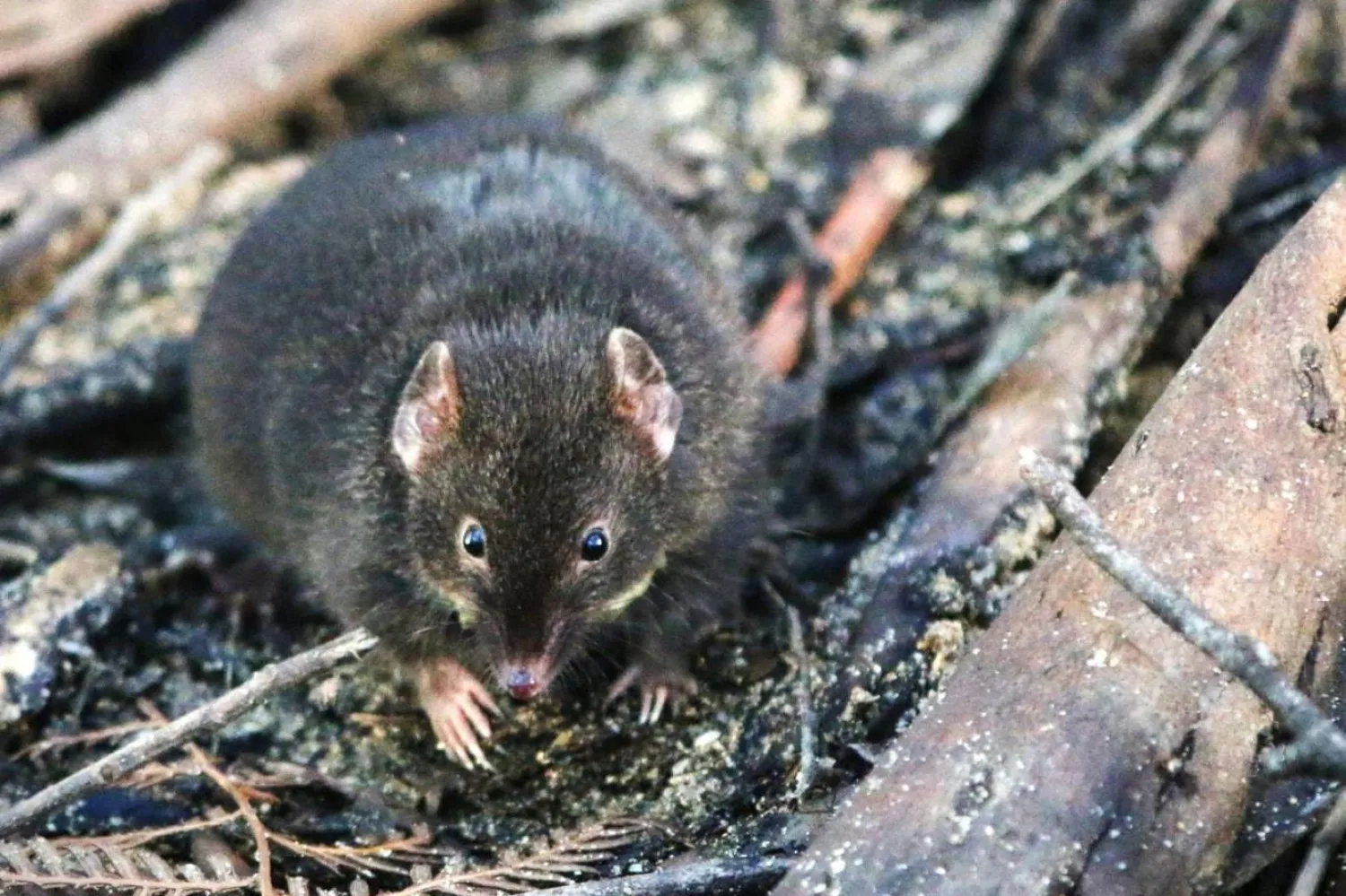 Antechinus, Avustralya'ya özgü bir keseli cinsi (Erika Zaid)
