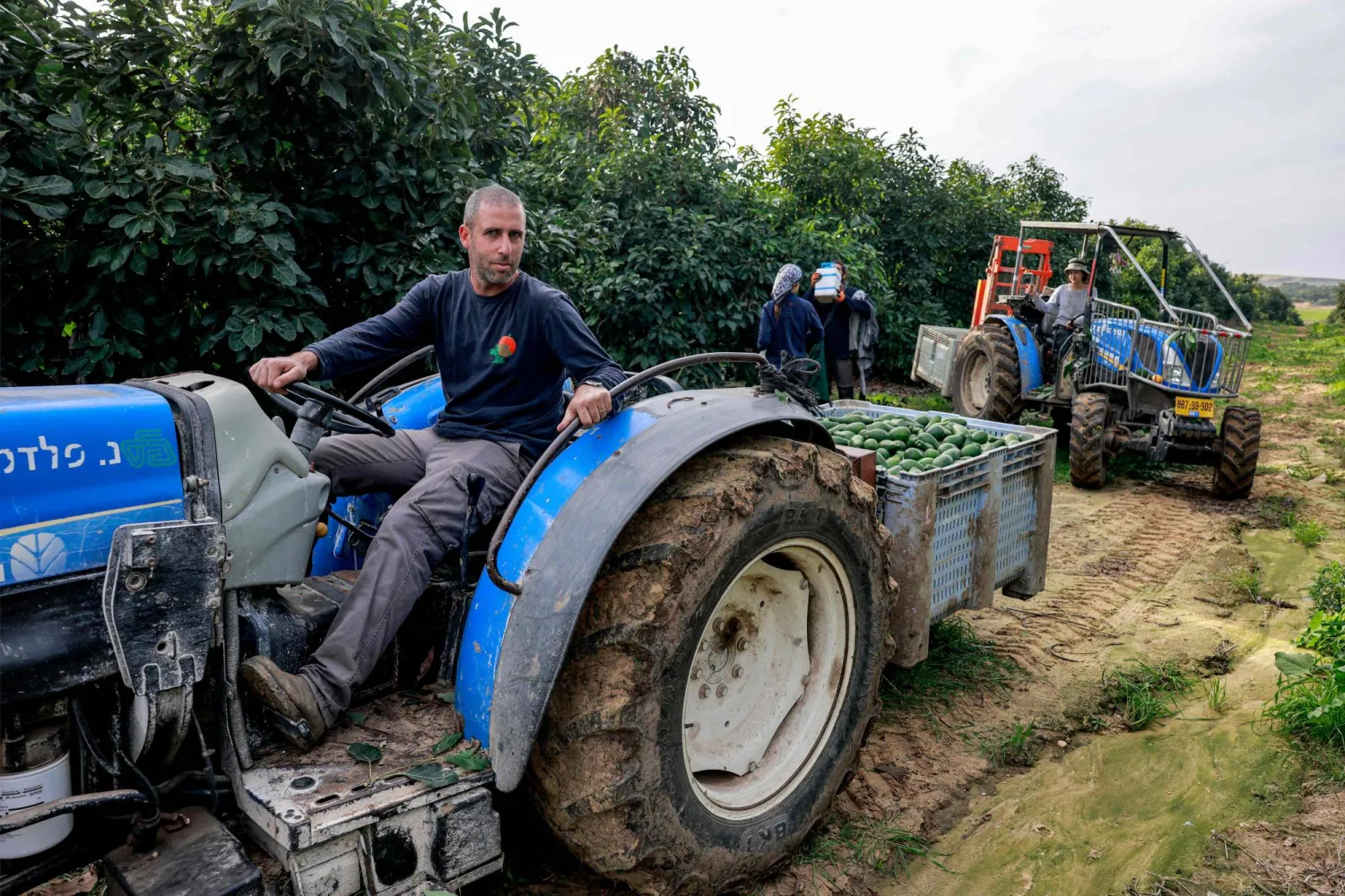 نقص العمالة دفع إسرائيليين إلى التطوع للعمل بقطاع الزراعة بجنوب إسرائيل (أ.ف.ب)