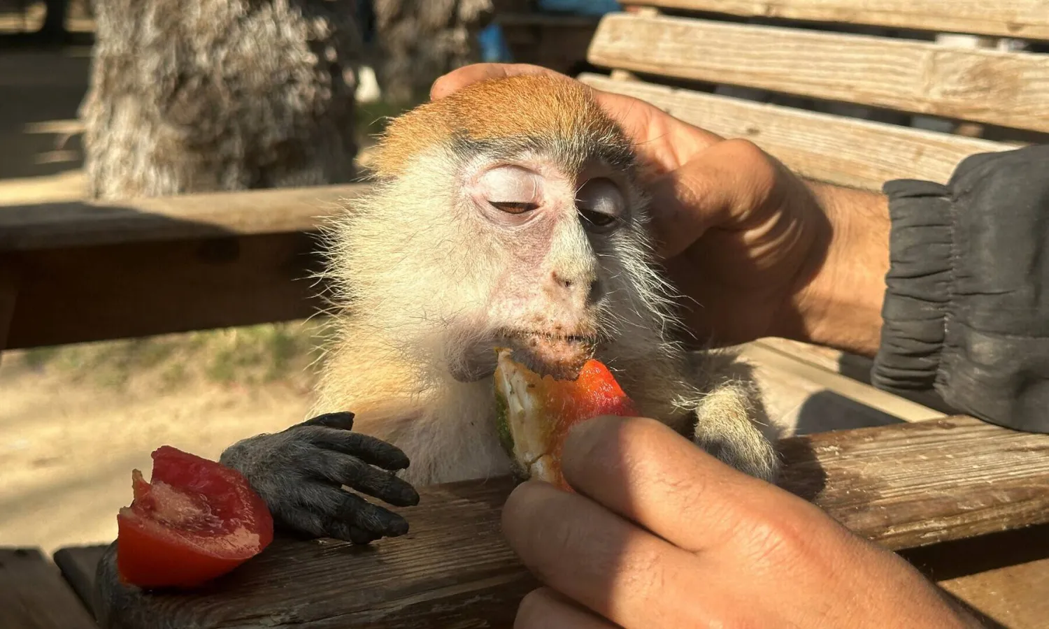 A Palestinian man feeds a monkey at a zoo, in Rafah in the southern Gaza Strip on Dec 31, 2023. Reuters

 