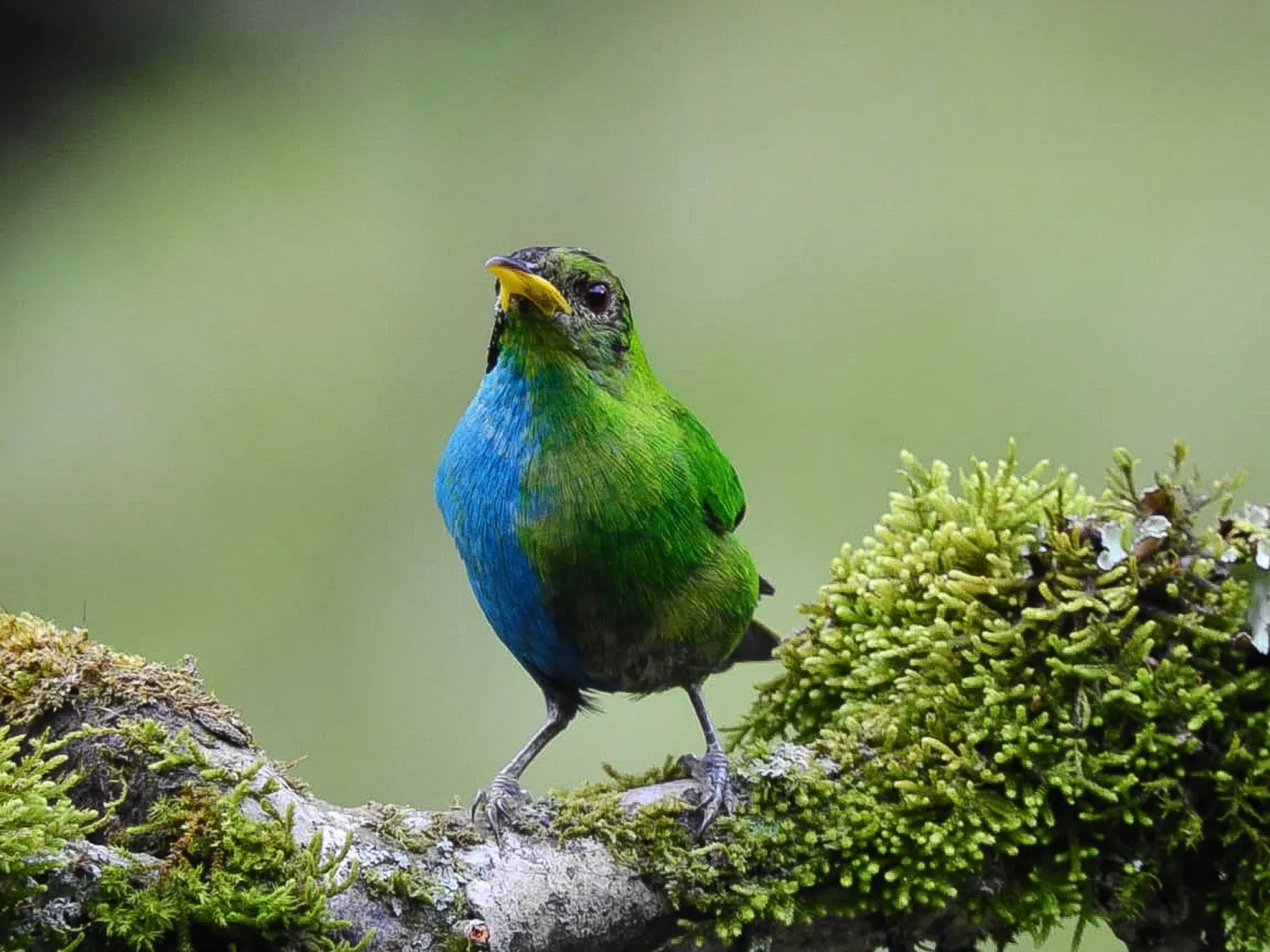 الطائر يكسوه ريش أزرق وأخضر (أ.ف.ب)