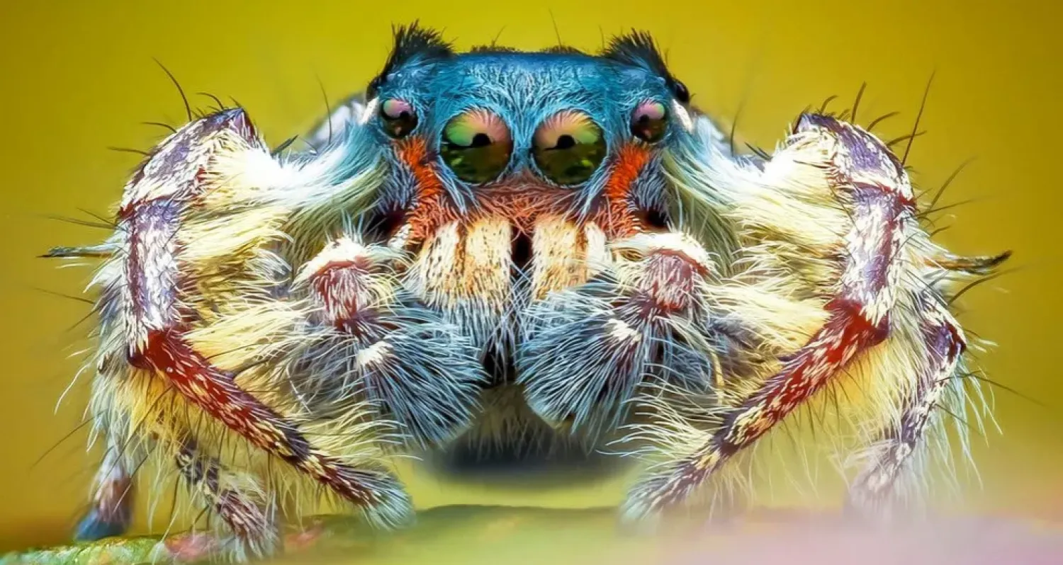 صوَّب لي فروست عدسته نحو «العالم الغريب» للحشرات (حسابه الشخصي)