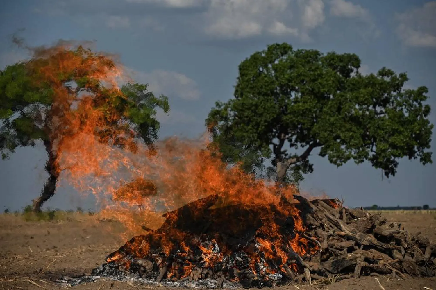 View of dry wood burning in cultivated field in Baianopolis, western Bahia state, Brazil, taken on September 29, 2023. (AFP)