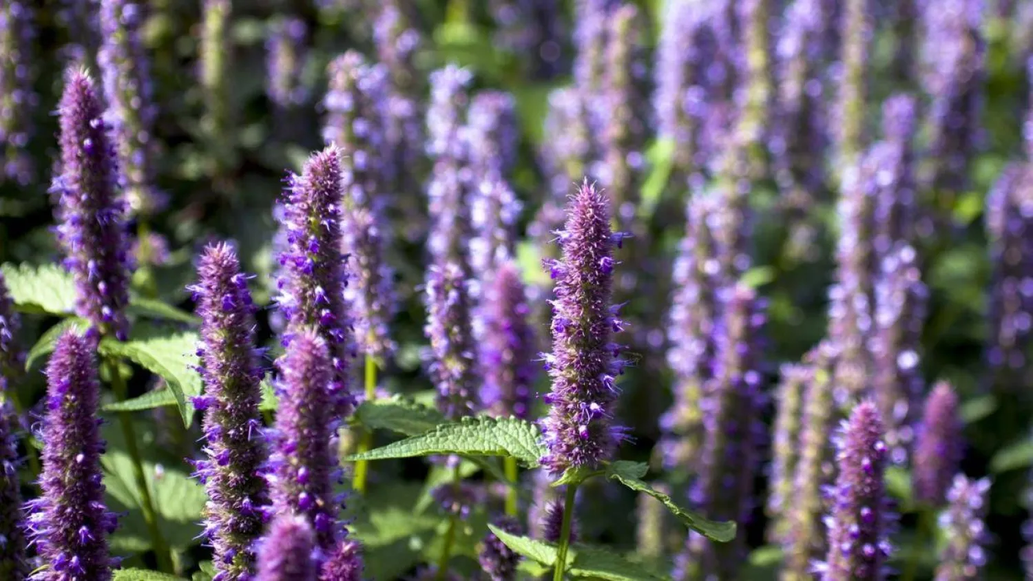 طبيب: نبات «الزوفا» يقي من القرحة وأمراض البرد !