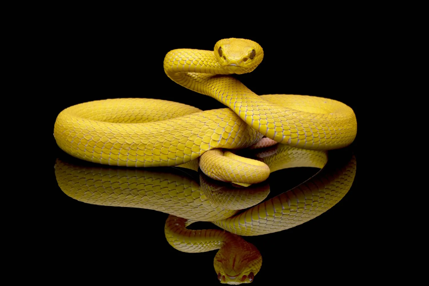 صدمة ما لا يتكرّر دائماً (شاترستوك)