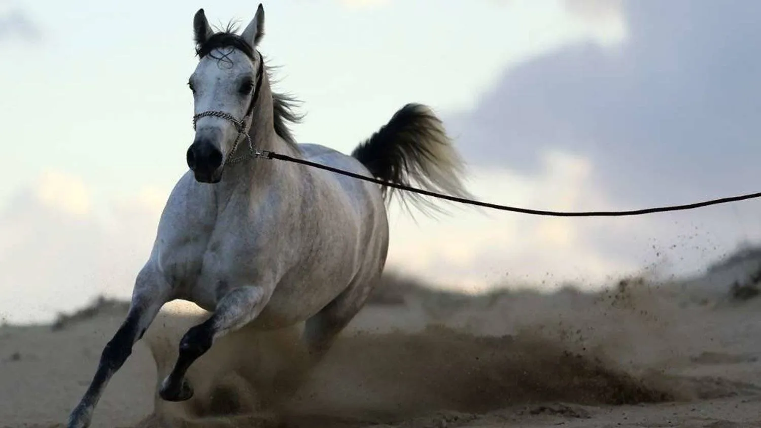 File photo: The first session of the Saudi Arabian Horse Festival will be held in late January. (Reuters)
