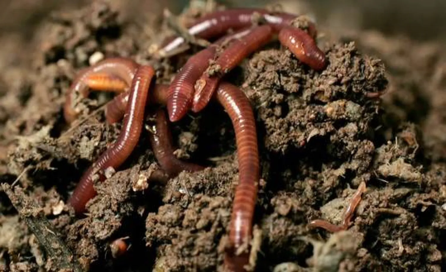 لديدان الأرض تأثير في ظاهرة الاحتباس الحراري !