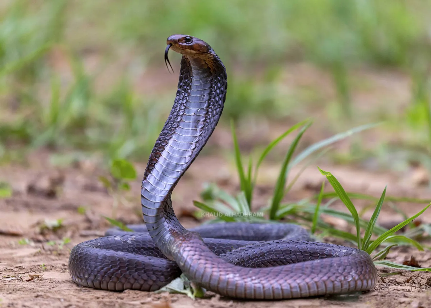 يقول خالد الحضرمي، مصور هذا التحقيق، إن التقاط هذه الصورة لـ«الكوبرا العربية» كانت من أصعب اللحظات التي مرت عليه. ذلك أن سم هذه الأفعى، من نوع «نوروتوكسين»، يمكنه أن يدمر في ثواني معدودة الجهاز العصبي لأي شخص أو حيوان. تتميز الكوبرا بقلنسوتها العريضة وقدرتها على رفع جسمها، الذي قد يتجاوز طوله المترين، عن الأرض بشكل مخيف ومفاجئ. تستوطن «الكوبرا العربية» الأجزاء الجنوبية من السعودية إضافة إلى المناطق المتاخمة للحدود العُمانية-اليمنية، وهي تفضل المكوث قرب الأودية والسدود والتجمعات المائية والمزارع (تصوير: خالد الحضرمي)