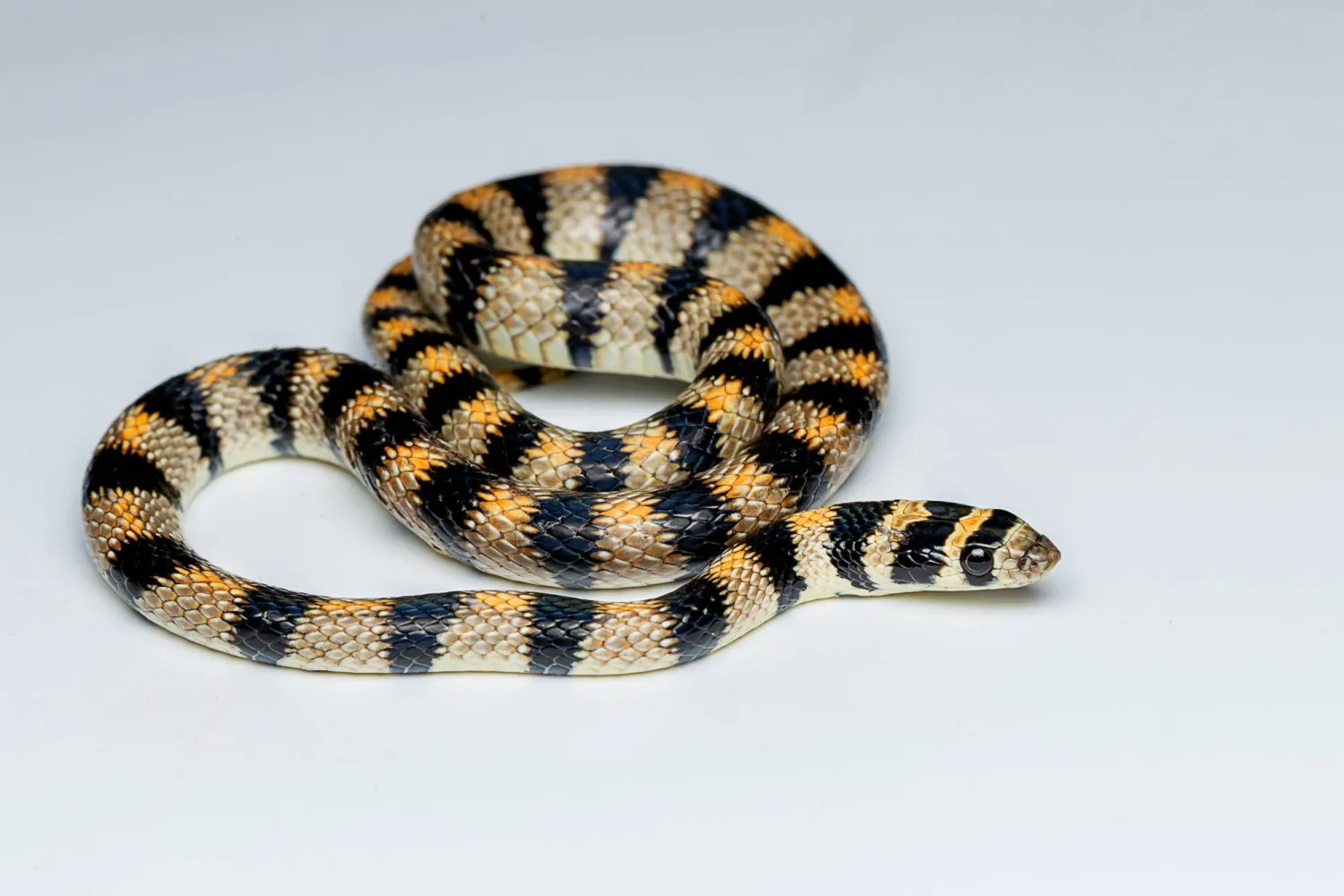 يعد هذا الثعبان، ذو الجلد المائل إلى اللونين الأصفر والبرتقالي المخطط بالشرائح السوداء، من أجمل الثعابين غير السامة والسريعة المنتشرة في عُمان واليمن والسعودية. وبسبب روعة وجمال جلده الطبيعي لقبه السكان المحليون بـ«الثعبان الأنيق». يقتات هذا الثعبان، ذو الأعداد القليلة في البرية، على السحالي وصغار القوارض التي يقتنصها خصوصا خلال الليل (تصوير: خالد الحضرمي)