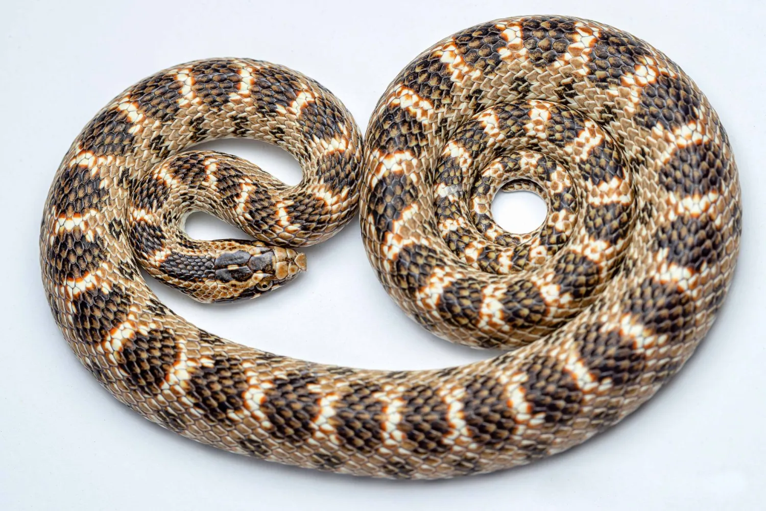 لدى استشعارها الخطر، تصدر «الأفعى المتوجه ورقية الأنف»، غير السامة، صوت فحيح يخيف مفترساتها ما يمنحها الوقت اللازم للفرار والهرب. تقتات هذه الأفعى على القوارض والحشرات (تصوير: خالد الحضرمي)