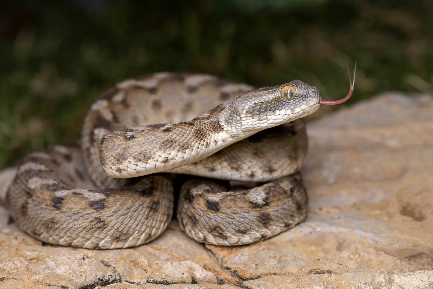 تعد «أفعى السجاد العمانية»، أو «الأفعى الرقطاء»، من أخطر الافاعي وأشدها سمية. ذلك أن سمها من نوع «سيتوتوكسيني» يدمر خلايا الدم. يتماهى لون جلد هذه الأفعى، المُحمر والذي تعلوه أشكال تشبه نقش السجاد من اللونين الأبيض والبني القاتم، مع لون التضاريس الصخرية ما يساعدها في تمويه جسمها لدى اقتناص الفرائس. يمتد نطاق انتشار «أفعى السجاد العمانية» على طول أودية ومرتفعات سلسلة جبال الحجر الفاصلة بين الإمارات وعُمان (تصوير: خالد الحضرمي)