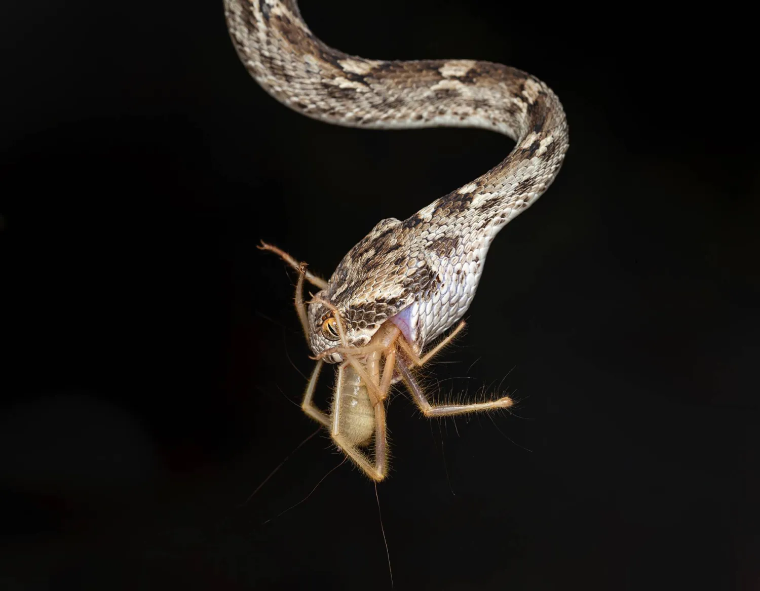 عندما يشح غذاؤها من الضفادع والسحالي والقوارض في الطبيعة، تلجأ «الأفعى منشارية الحراشف» إلى اصطياد الحشرات بأنواعها؛ إذ نراها هنا تهم بافتراس «عنكبوت الجمل». يؤدي سم هذه الأفعى من نوع "هيموتوكسين" إلى تجلط الدم في عروق الفرائس ما يتسبب في نفوقها خلال ثوان (تصوير: خالد الحضرمي)