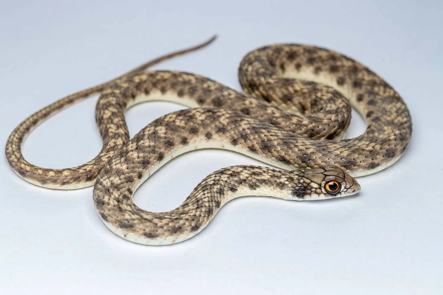 يلقب هذا الثعبان بـ«أبو العيون» نظرا لعيونه الكبيرة البارزة، لكنه يشتهر أكثر باسم «الكوبرا الكاذبة» أو «الكوبرا الزائفة» نظرا لشبهه الكبير بأفعى الكوبرا الخطيرة لدى نفخه رقبته عند استشعاره الخطر.كما هو ملاحظ، يتميز «أبو العيون» بلونه الشاحب الأقرب إلى لون الرمال التي يعيش فيها، وغالبا ما يميل لونه إلى الاصفرار. يصل طول هذا الثعبان إلى أكثر من متر، وهو يمتلك أنيابا خلفية تفرز سما ضعيفا يستخدم لقتل الفرائس الصغيرة التي يتغذى عليها.  يعيش هذا النوع في البيئات الصحراوية الرملية ويفضل المناطق العشبية مثل الأودية حيث تتوفر فرائسه (تصوير: خالد الحضرمي)