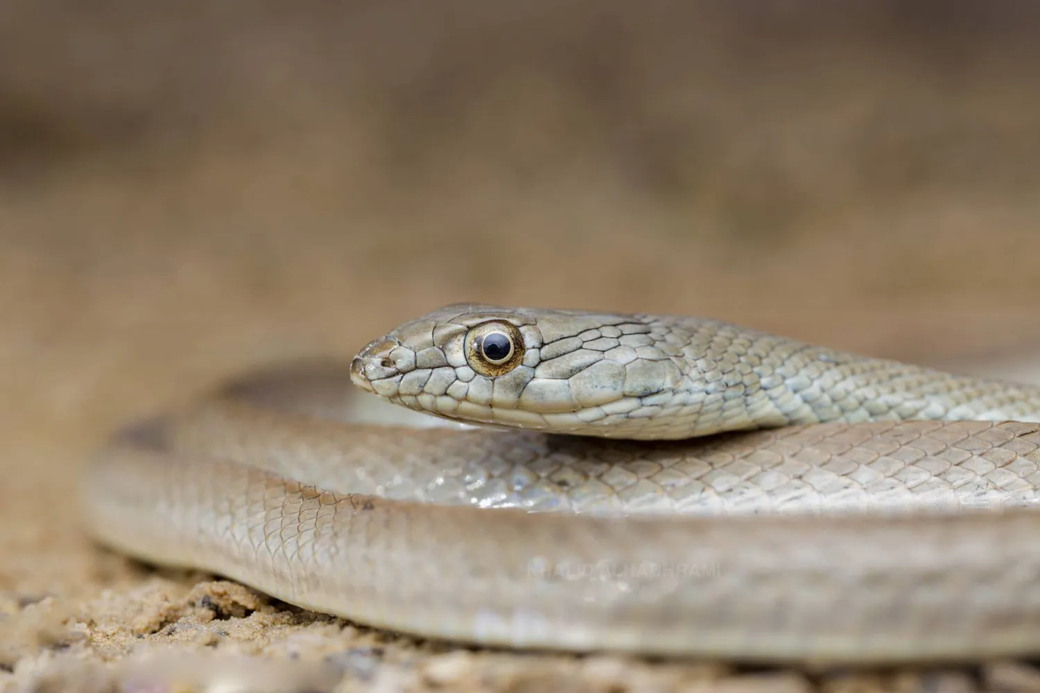 تعد «أفعى الوادي» التي تمتلك أنيابا صغيرة، والتي يمكن تمييزها من خلال عيونها البنية الكبيرة وبؤبؤها الحلقي، من الأفاعي غير السامة. تتواجد «أفعى الوادي»، بطولها البالغ 128 سنتيمترا، قرب البرك المائية الجارية حيث تقتات على صغار الأسماك والضفادع والطيور والبيوض؛ وهي تنشط نهارا في الشتاء وليلا في الصيف (تصوير: خالد الحضرمي)