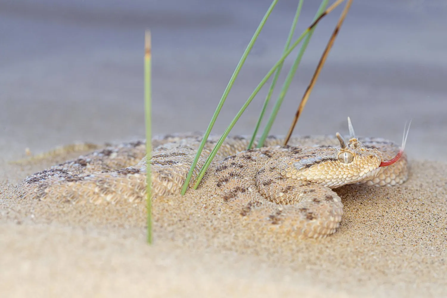 تمتاز «أفعى الرمال العربية المقرنة» بجسم غليظ ورأس مثلث وبوجود قرنين واضحين على رأسها، ويلقبها الأهالي كذلك بـ«أم جنيب» بسبب حركة زحفها الجانبية. تمتلك هذه الأفعى القدرة على دفن نفسها داخل الرمال لفترات طويلة في انتظار مرور فرائسها من الفئران والسحالي والطيور الصغيرة؛ وهي ذات سمية شديدة، إذ يفتك سمها بالجهاز العصبي ويحطم خلايا الدم. هذه الأفعى مسؤولة عن معظم حالات العض في المملكة العربية السعودية (تصوير: خالد الحضرمي)
