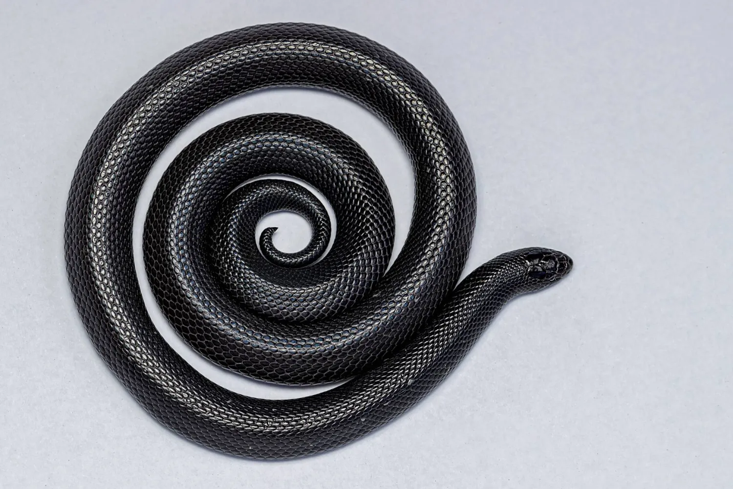 تُعد هذه الأفعى، المعروفة باسم «الثعبان الأسود الخبيث» (أو «الأبتر» كما يحلو لسكان جنوب الجزيرة العربية)، واحدة من أخطر أفاعي العالم من حيث سُمّيتها. وهي تمتاز برأس صغير يصعب تمييزه عن الذنب وجسم أسود شديد اللمعان. يصل طول هذه الأفعى إلى حوالي 80 سنتيمترا، أما أنيابها فقادرة على البروز إلى الخارج ما يعرض من يحاول إمساكها إلى خطر اللدغ بسهولة، ناهيك عن قدرتها على تحريك نابيها في عدة اتجاهات. يتواجد «الثعبان الأسود الخبيث» في مرتفعات جبال طويق السعودية وفي جنوب سلطنة عُمان وتحديدا محافظة ظفار وكذلك جنوب محافظة المهرة اليمنية (تصوير: خالد الحضرمي)