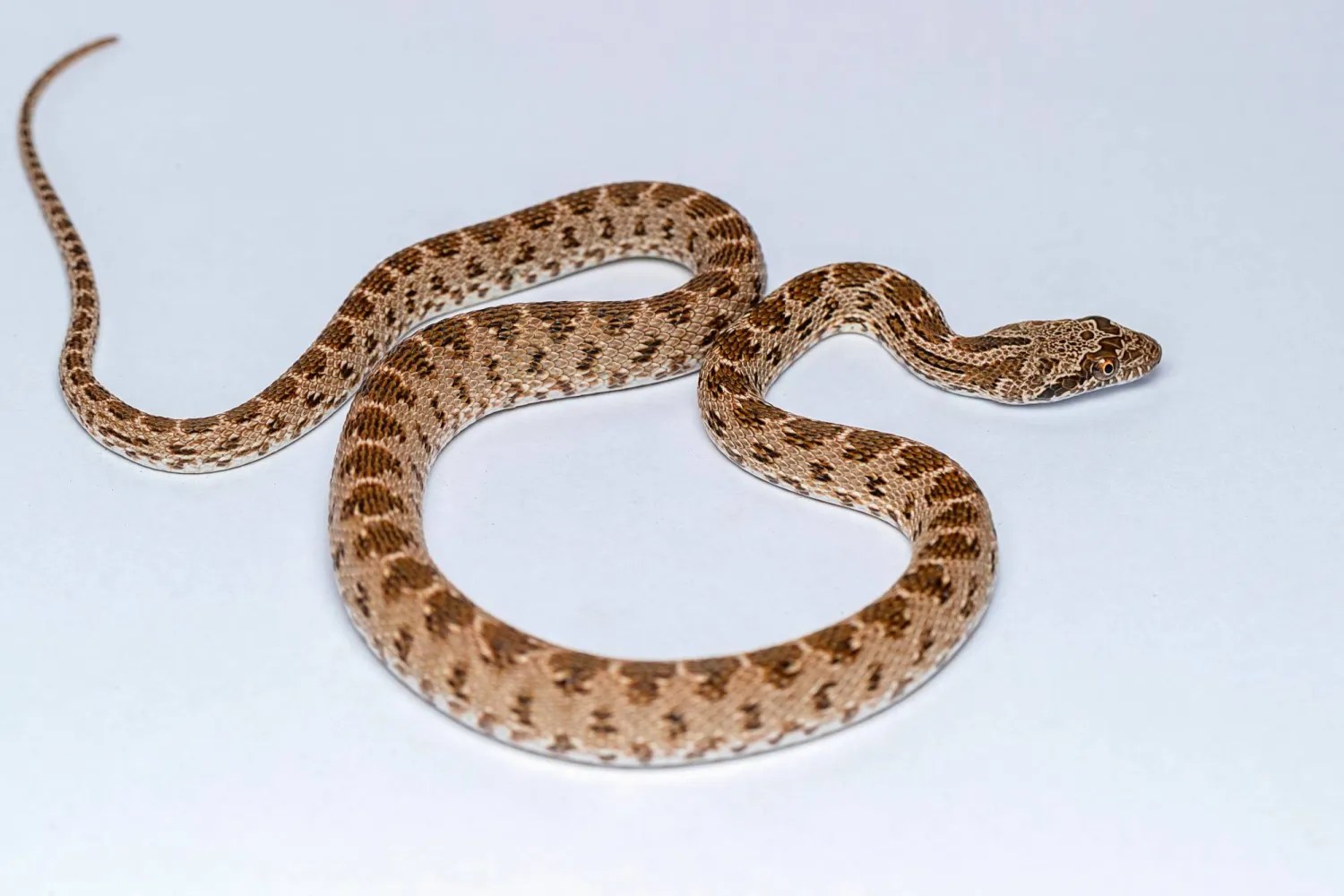 رغم مظهرها المخيف، إلا أن «أفعى الإكليل» او «الأفعى الملكية» غير سامة... لا بل تعد صديقة للمزارعين نظرا لقدرتها الفائقة على تنظيف حظائرهم من القوارض والسحالي التي تلتهم المحاصيل وبيوض الدواجن (تصوير: خالد الحضرمي)