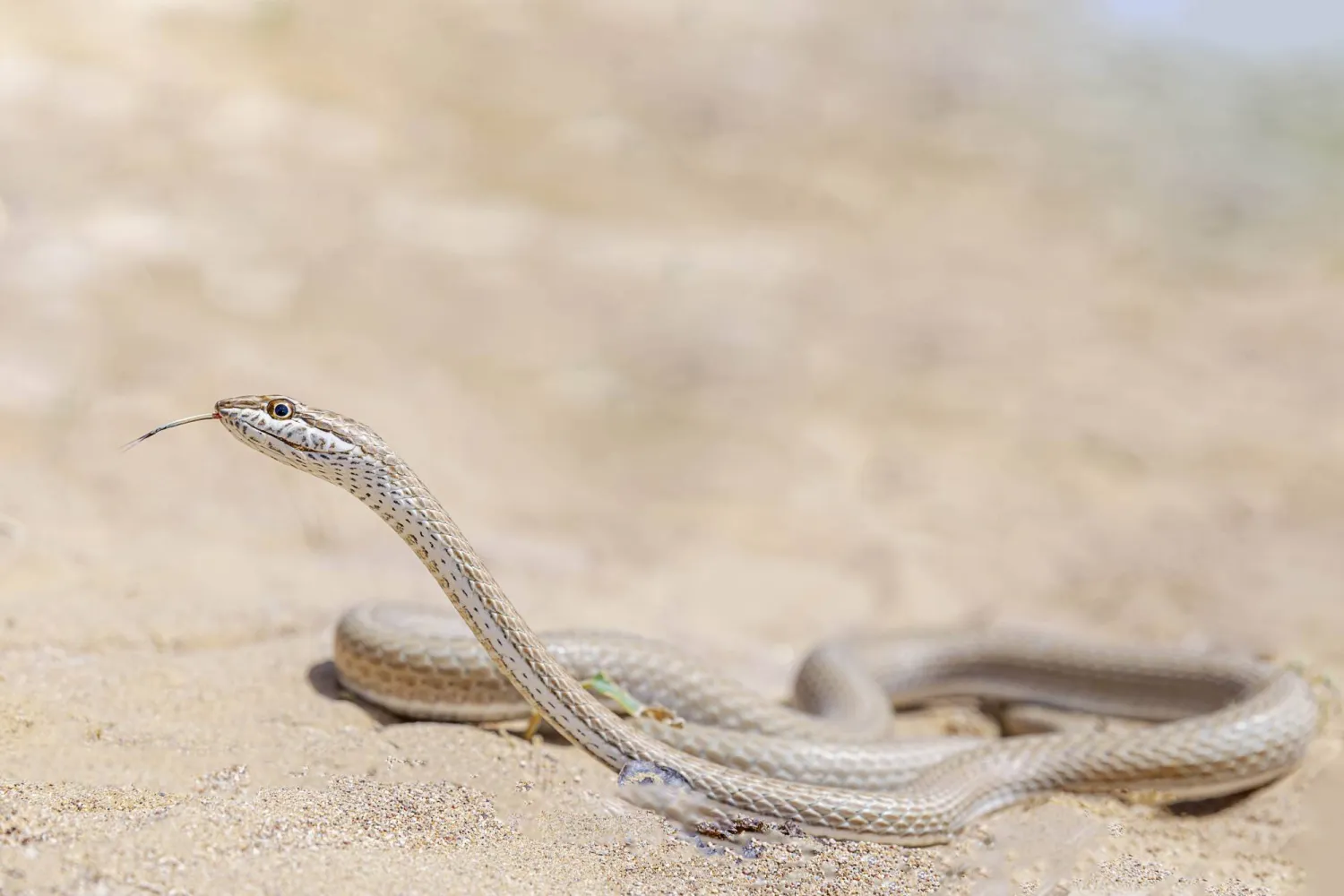 وللبيداء نصيبها من الأفاعي أيضا... ومن بينها «ثعبان الرمال الأفرو-آسيوي» المنتشر في أغلب مناطق شبه الجزيرة العربية. تعد هذه الأفعى ضعيفة السمية، إذ لا تتسبب عضتها للبشر إلا بحساسية بسيطة، وهي تتغذى على الحشرات بشكل رئيسي (تصوير: خالد الحضرمي)