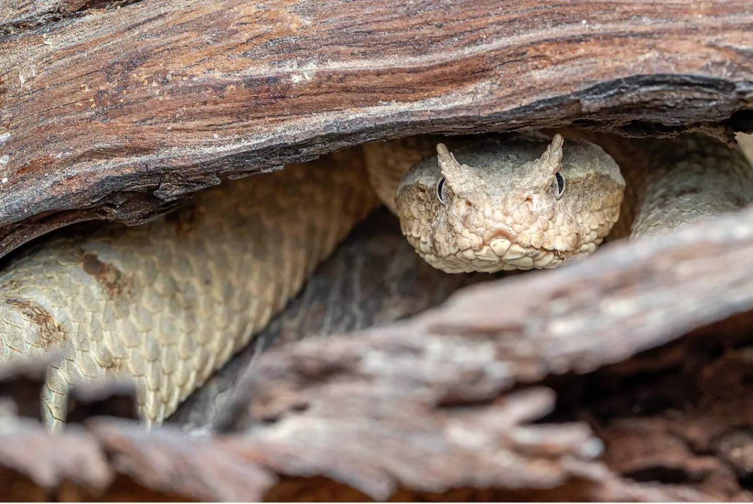 تربض هذه الأفعى في ثنايا الأماكن المموهة جيدا بغية مفاجأة طرائدها من القوارض، بانقضاضها السريع القاتل. تلقب هذه الأفعى بـ«زائفة القرنين»، أما اسمها الشائع فهو «الأفعى المقرنة الفارسية»، وهي نوع من الأفاعي شديدة السمية ويتراوح نطاق انتشارها منطقة الشرق الأوسط وأجزاء كبيرة من آسيا (تصوير: خالد الحضرمي)