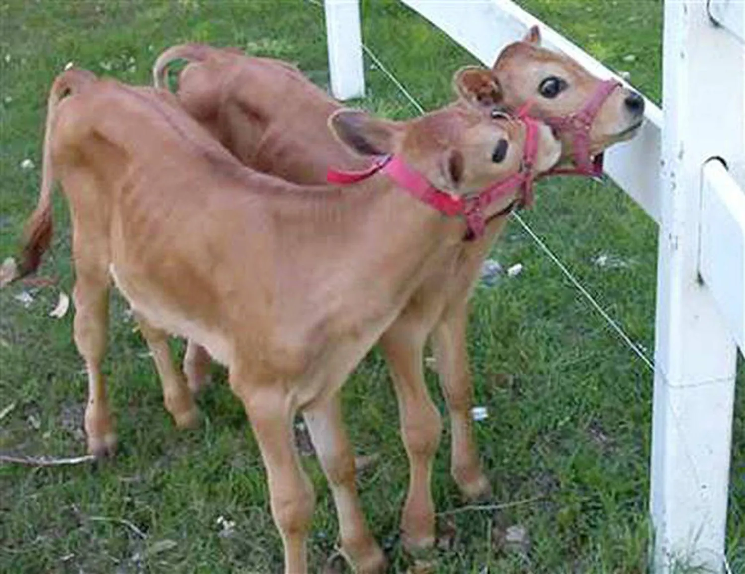 الصين تنجح باستنساخ سلالات أبقار مهددة بالانقراض !