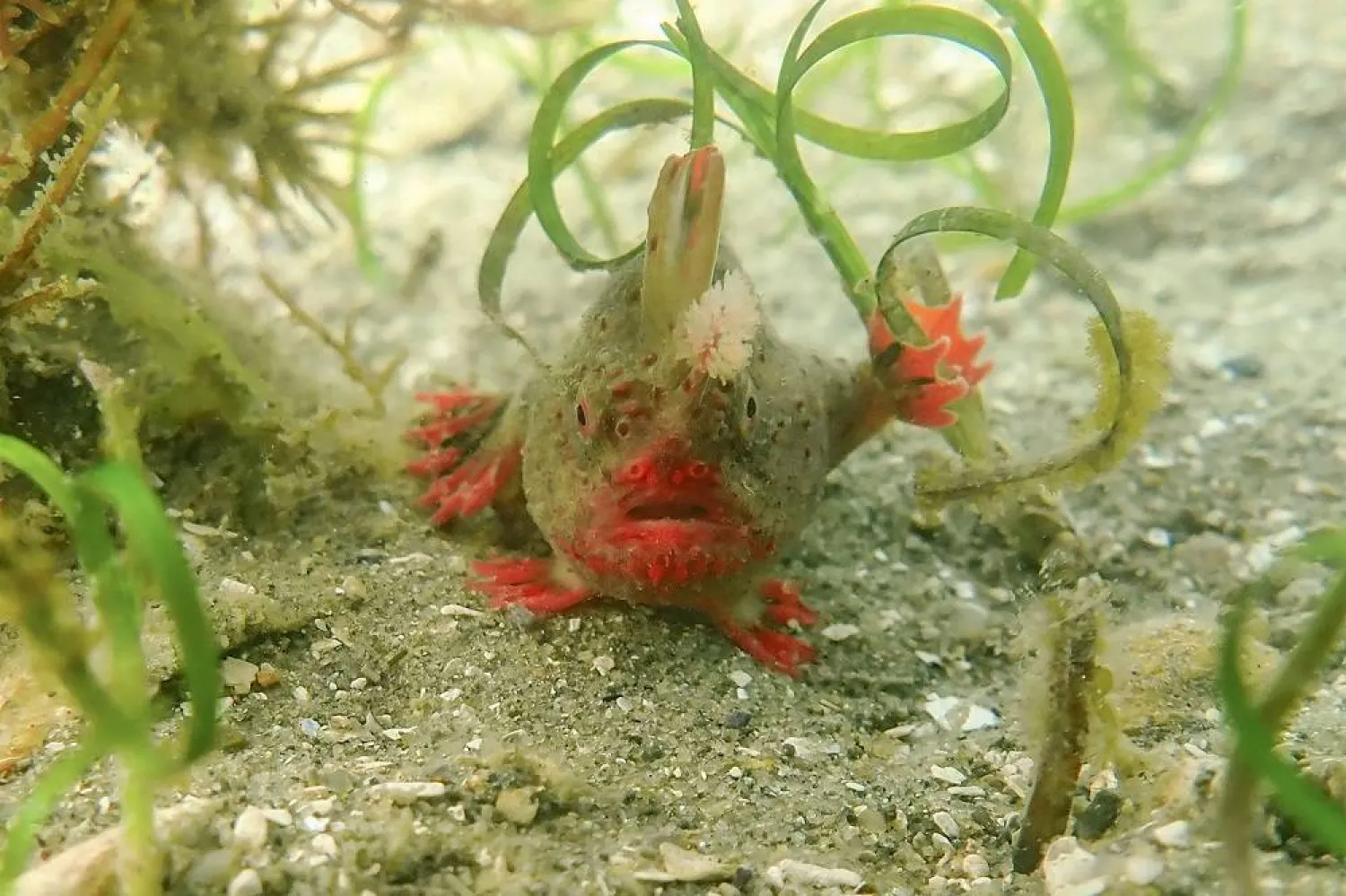 This handout photo taken on January 15, 2024 and released on January 31 by the University of Tasmania's Institute for Marine and Antarctic Studies shows a critically endangered red handfish in waters off Australia's Tasmania state. (Photo by Jemina Stuart-Smith / University of Tasmania / AFP)