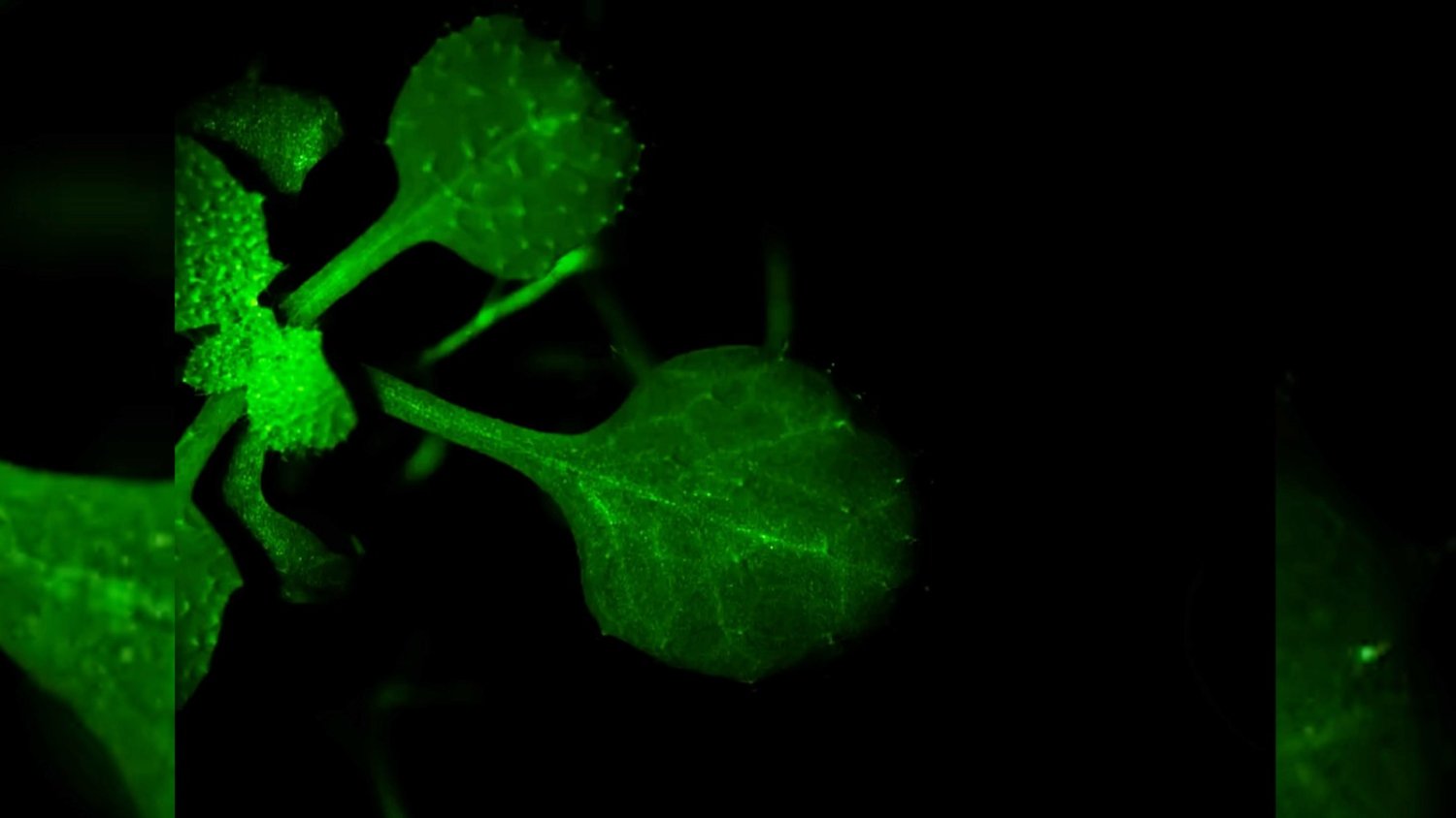 Bitkilerin komşularıyla "konuşmaları" kaydedildi