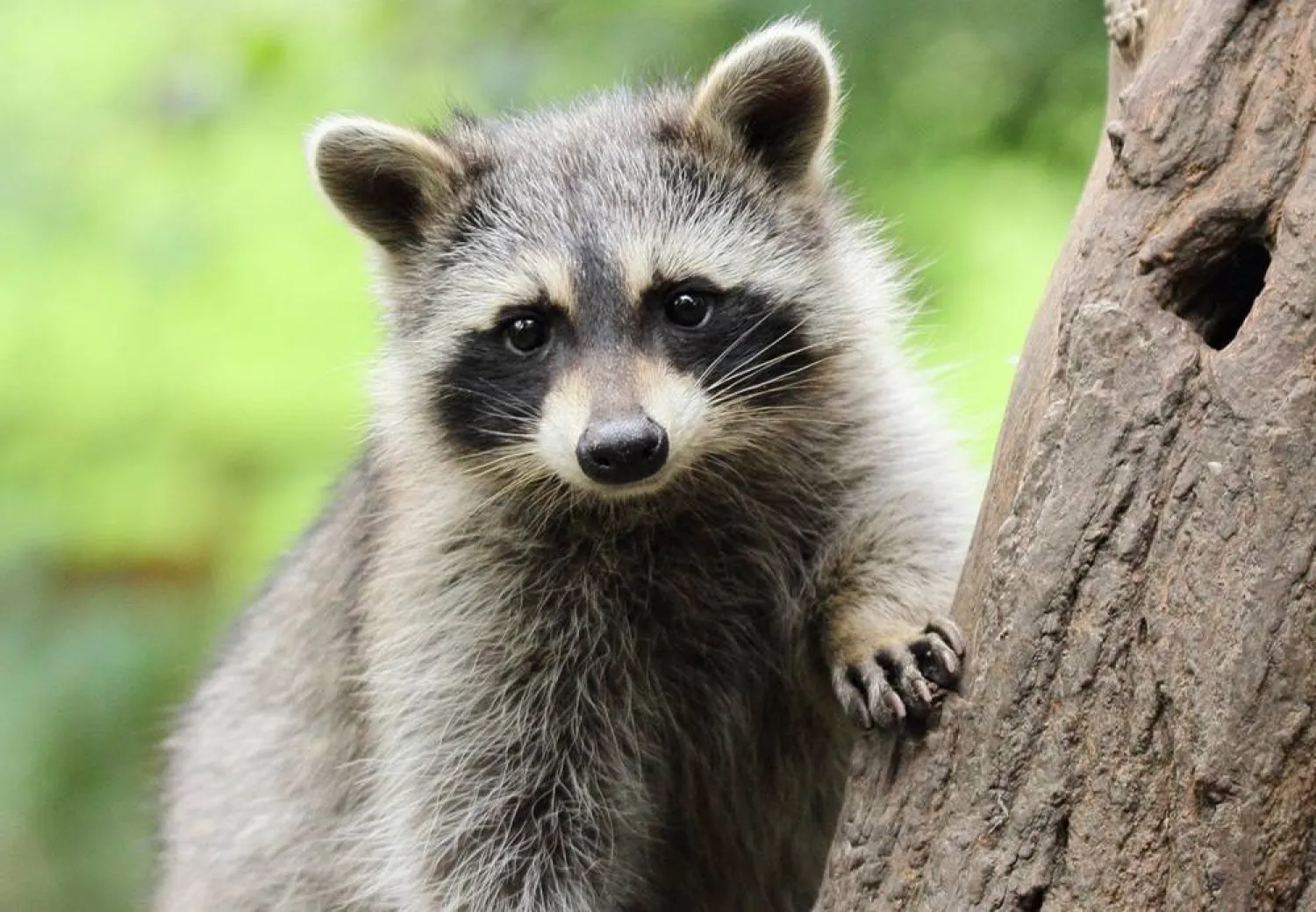 An inquisitive raccoon fiddled with electricity equipment in Toronto and cut power for thousands in the downtown core late on Thursday. (Getty Images)