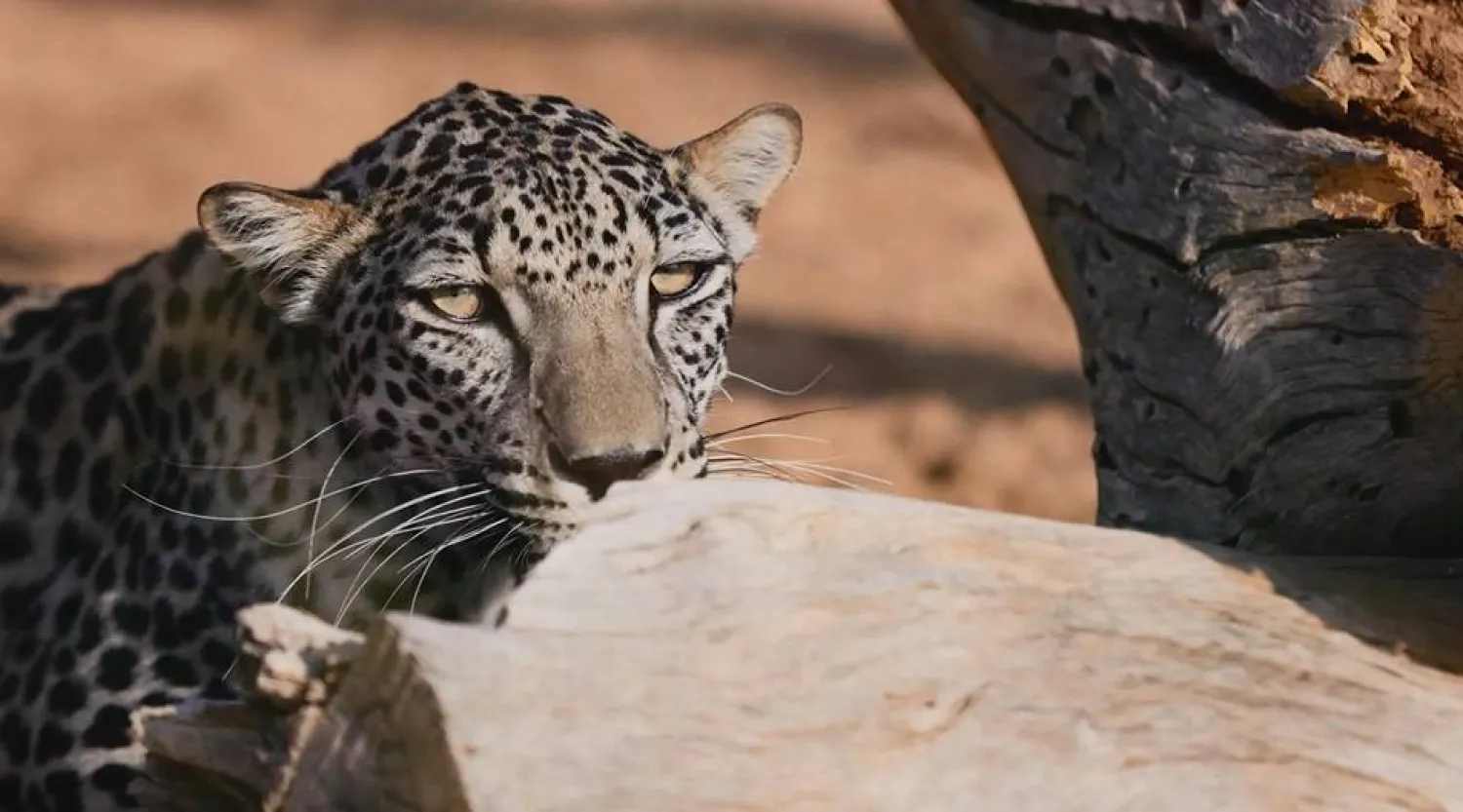 العلا تعد موطناً أصلياً عبر التاريخ للنمر العربي (الشرق الأوسط)