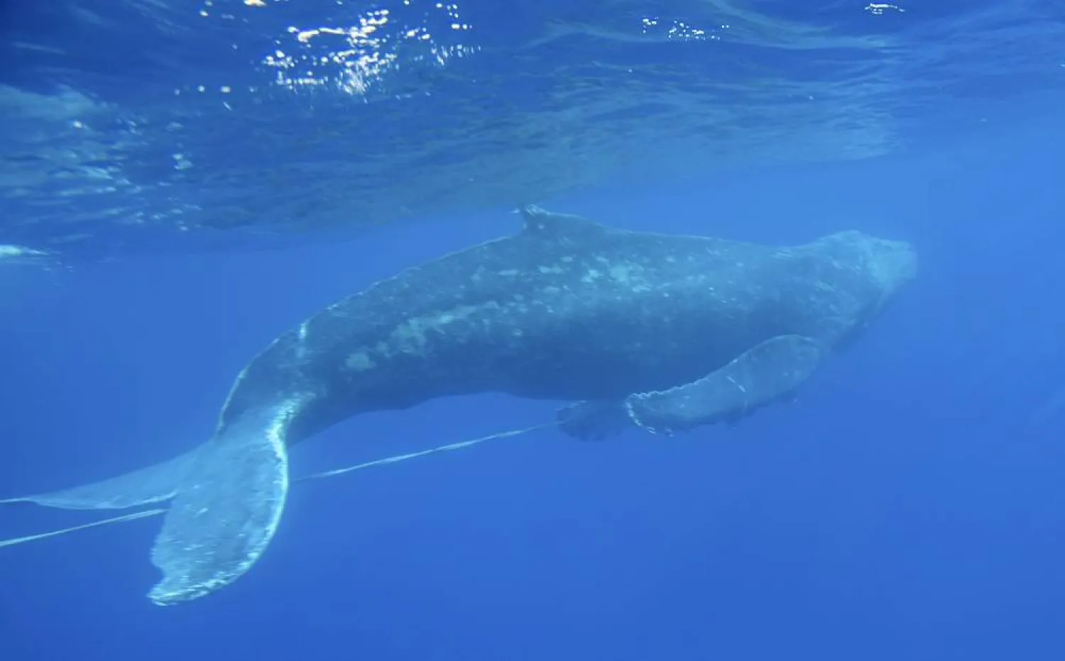 This Wednesday, March 6, 2019 photo provided by the NOAA Hawaiian Islands Humpback Whale National Marine Sanctuary shows an entangled subadult humpback whale that was freed of gear by a team of trained responders off Makena Beach, Hawaii. (Ed Lyman/NOAA Hawaiian Islands Humpback Whale National Marine Sanctuary via AP, File)