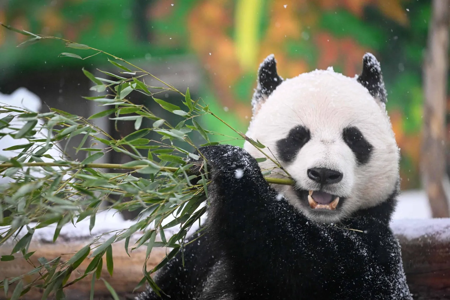 A Chinese giant panda male Ru Yi eats bamboo at its enclosure at the Moscow Zoo in Moscow on February 13, 2024, as the zoo celebrates its 160th anniversary. (Photo by NATALIA KOLESNIKOVA / AFP)