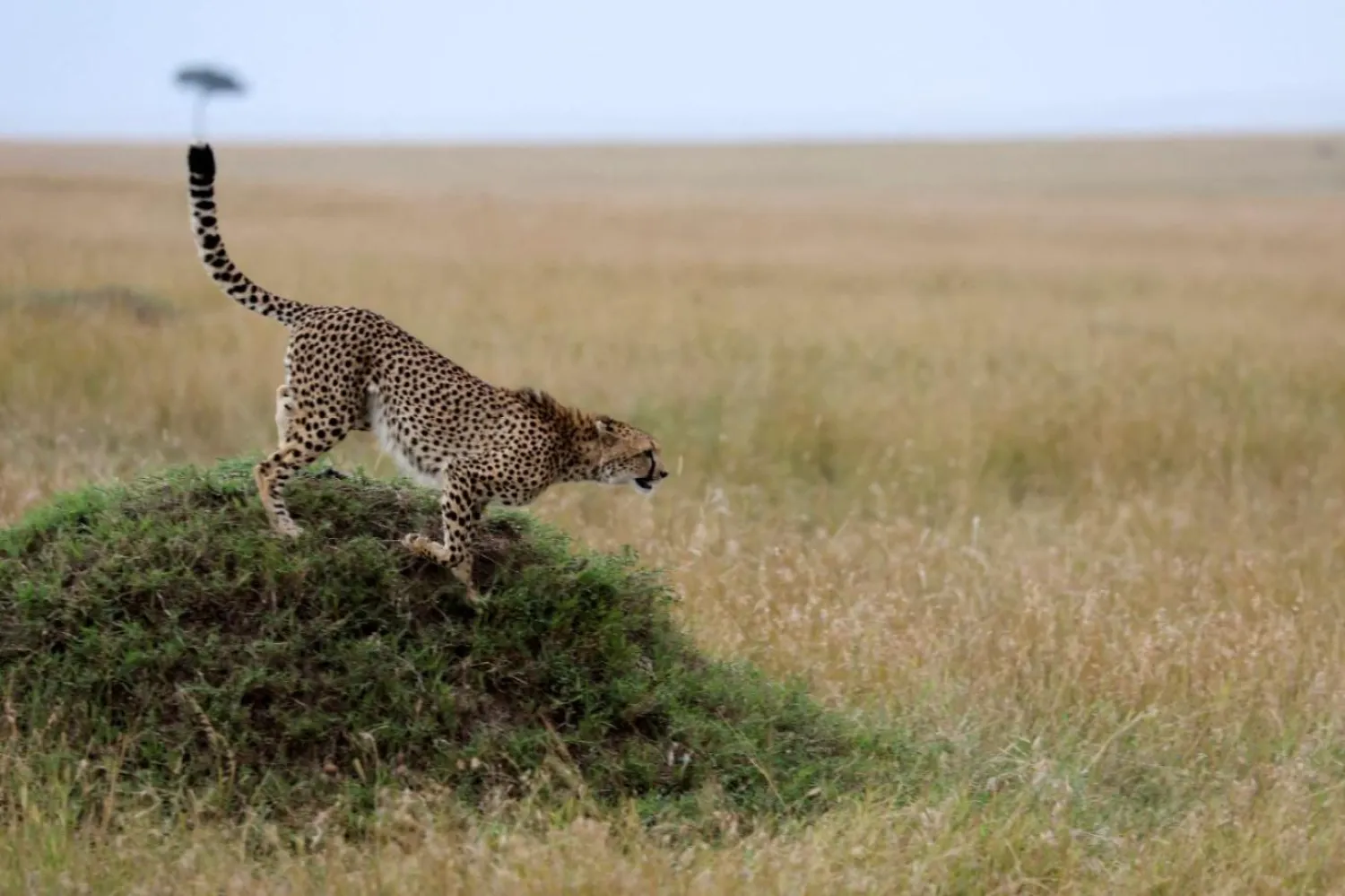 Dünya üzerinde bilinen 6 bin 500 farklı memeli türü yaşıyor (Reuters)