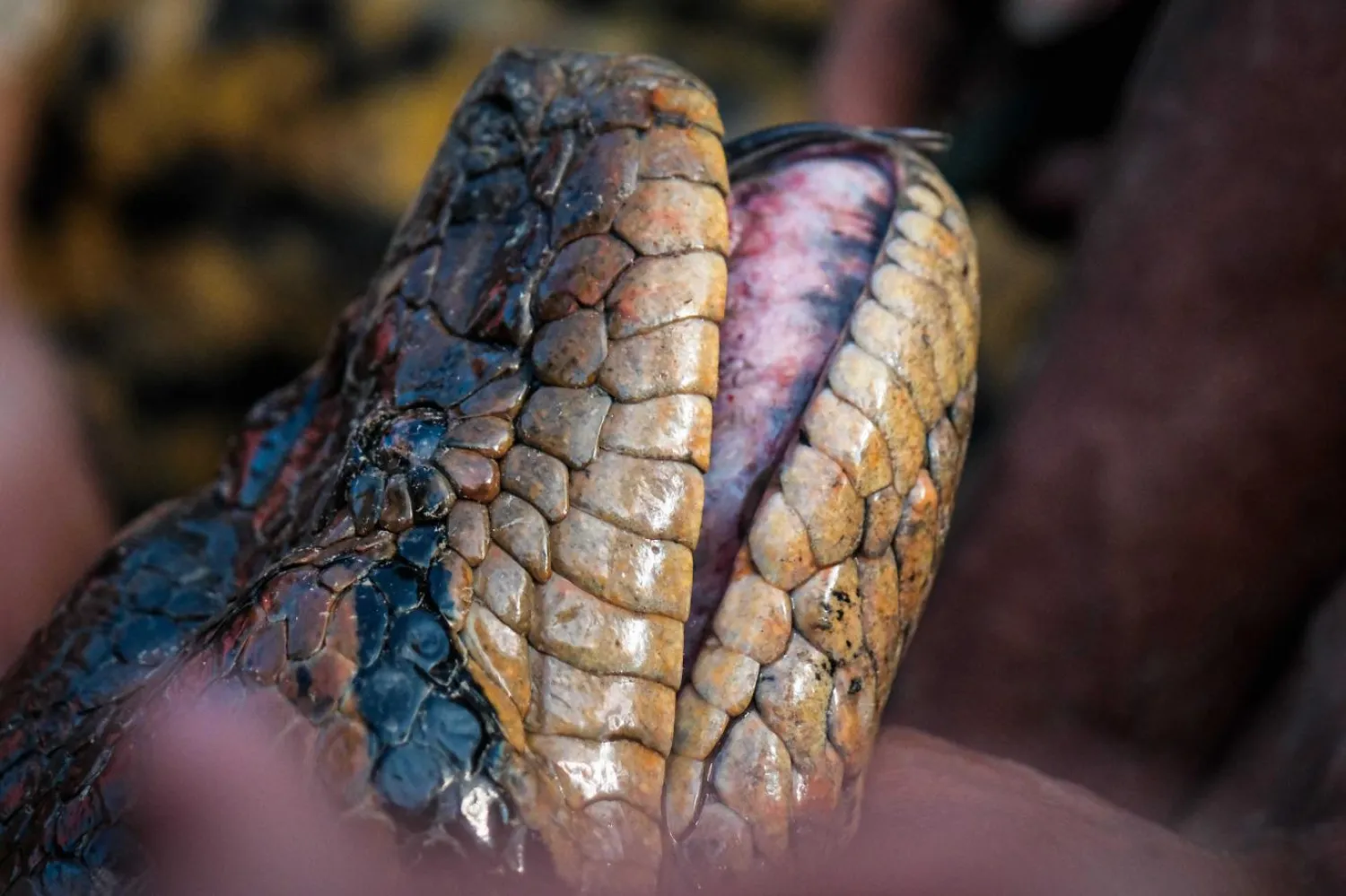 Kuzey yeşil anakonda (Bryan Fry)