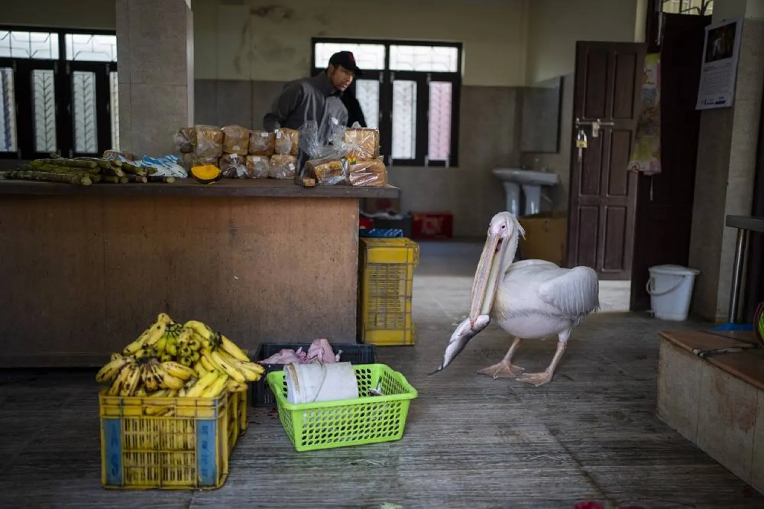 A pelican picks fish from a basket at the animal kitchen in Nepal’s Central Zoo in Lalitpur, Nepal, Feb. 23, 2024. (AP)