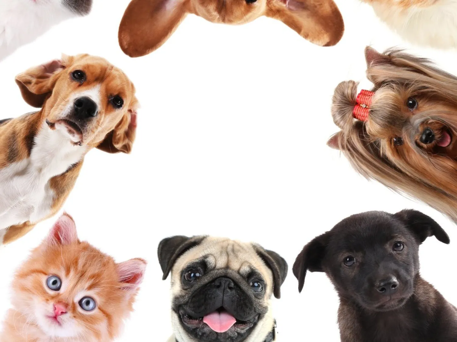 الحيوان الأليف بمرتبة طفل (شاترستوك)