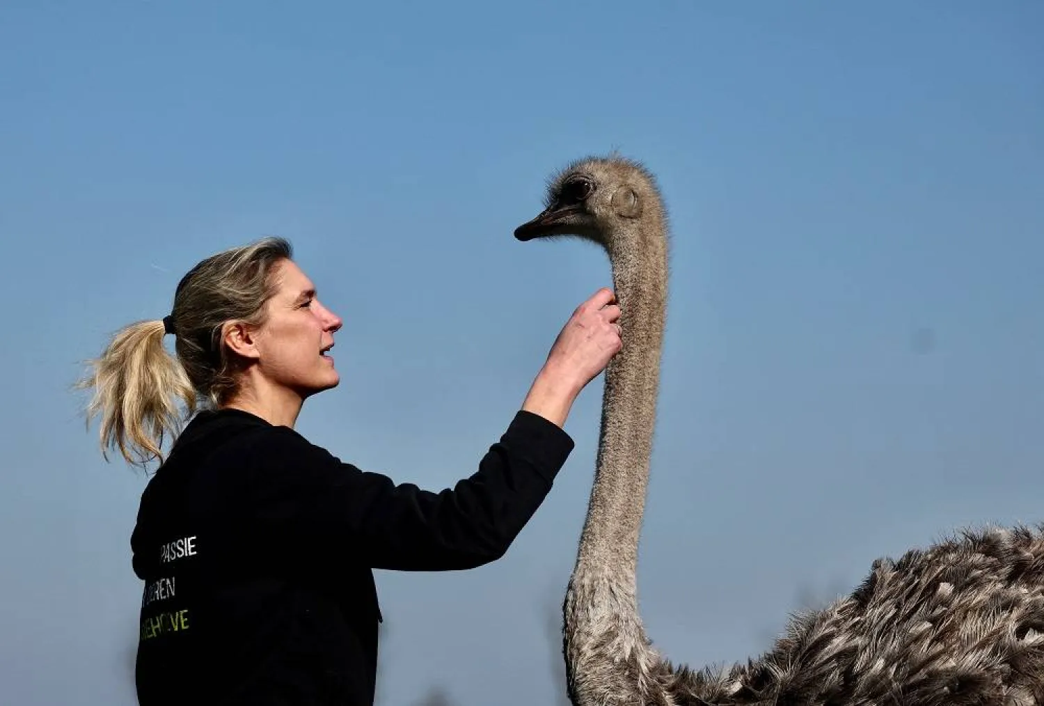 Belgian Wendy Adriaens, the founder of De Passiehoeve, an animal rescue farm where animals support people with autism, depression, anxiety, or drug problems, offers a hug to Blondie, a 6-year-old female ostrich at Passiehoeve farm, in Kalmthout, Belgium March 8, 2024. (Reuters)
