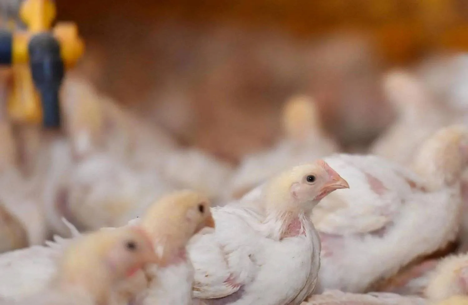 The Agricultural Development Fund provides various loans to support food security in the Kingdom (Asharq Al-Awsat)

 