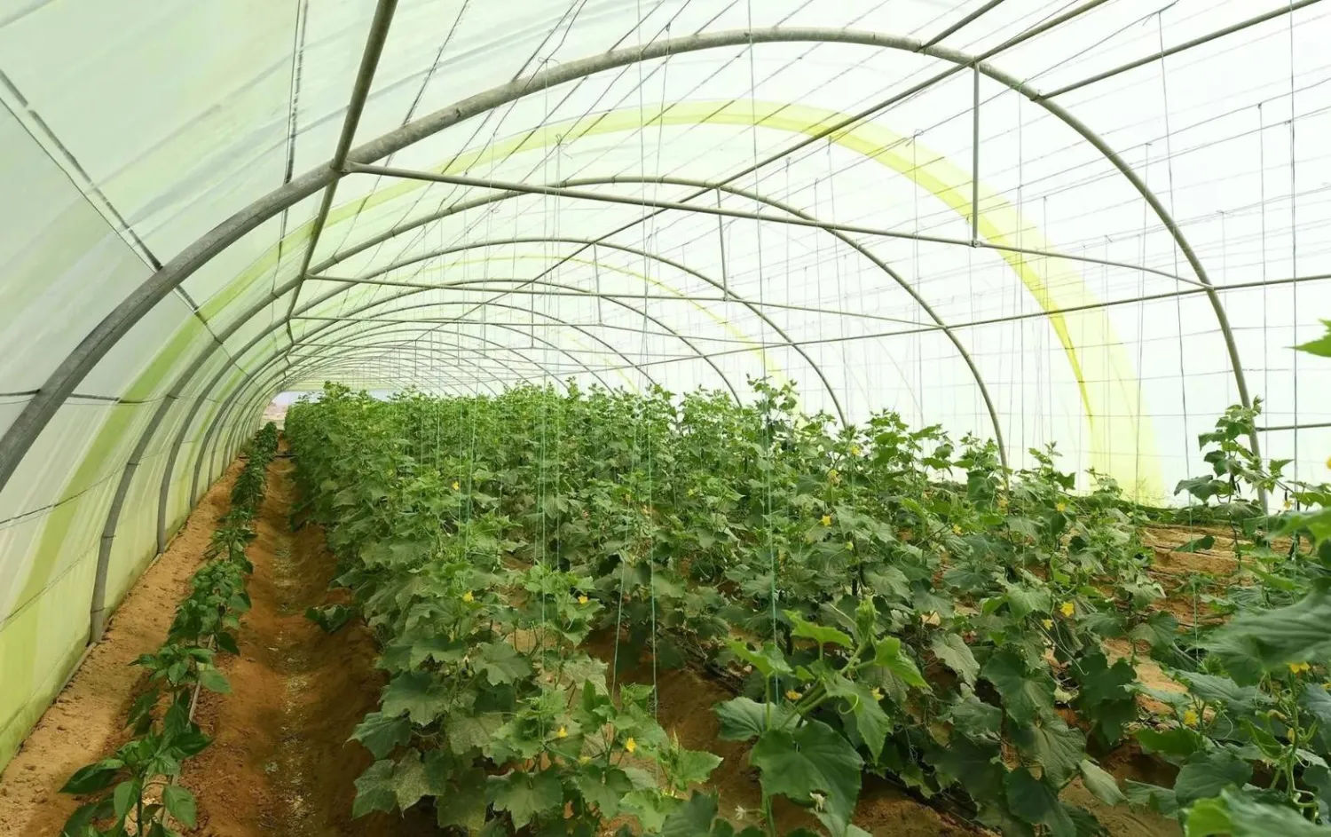 جهود حكومية مكثفة لتوسيع استثمارات القطاعين الزراعي والغذائي في السعودية (الشرق الأوسط)