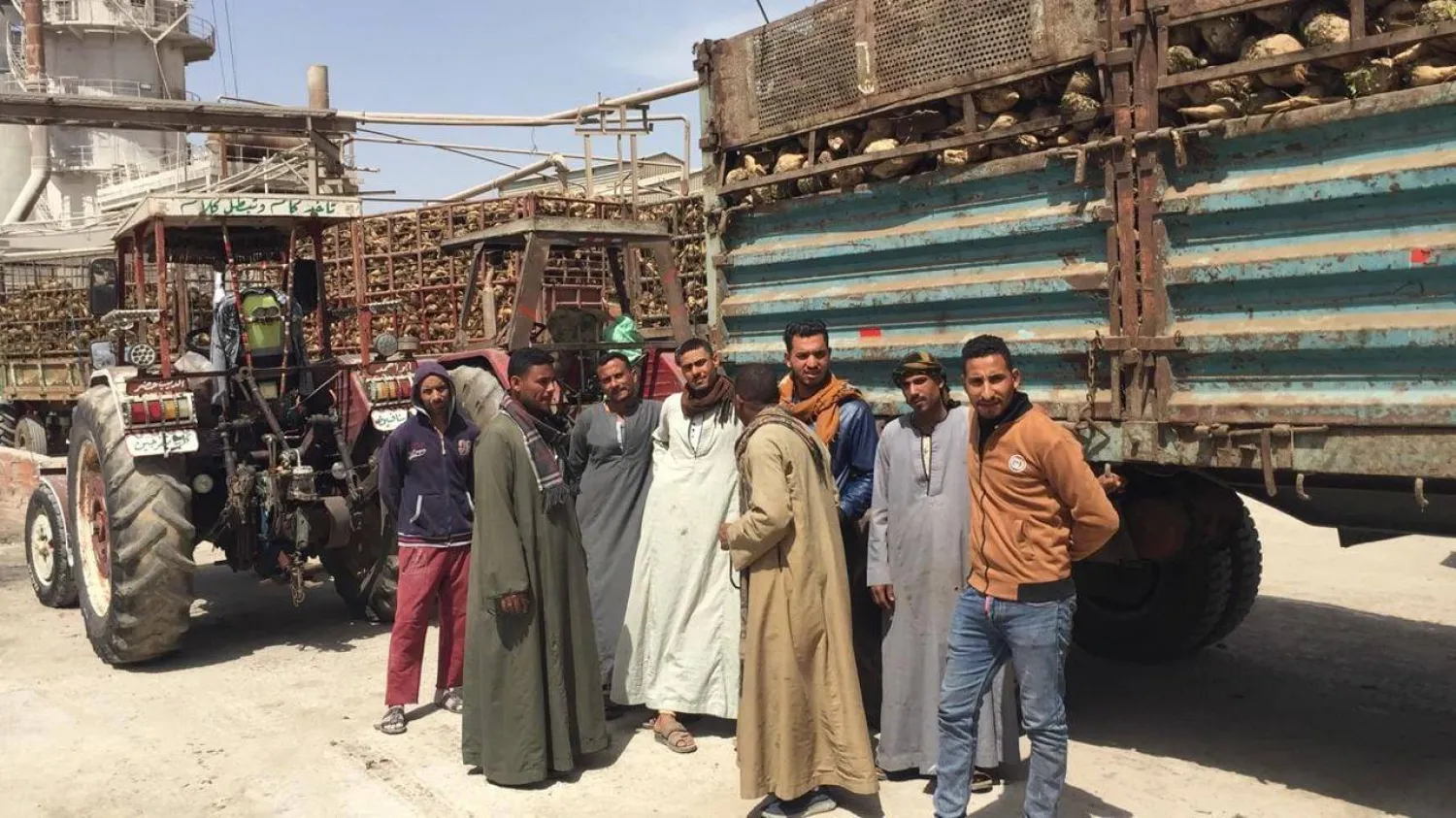 مزارعون مصريون يقومون بتوريد محصول «البنجر» إلى مصنع «أبو قرقاص» للسكر في المنيا (وزارة التموين المصرية)