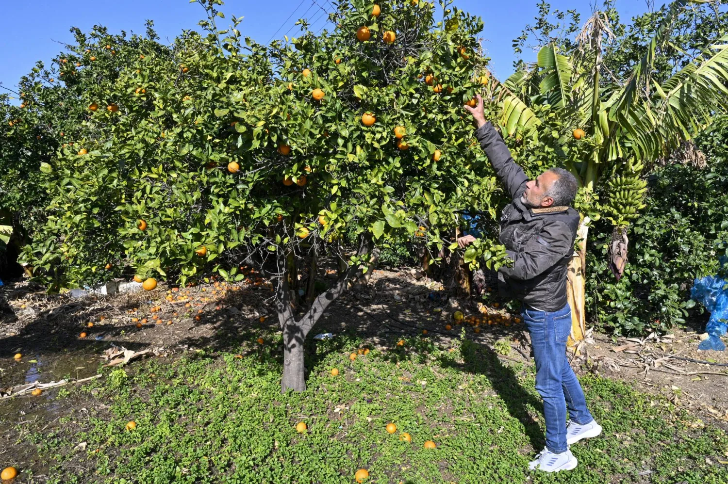 مواطن يقوم بقطف الحامض من حقل زراعي في منطقة صور (إ.ب.أ)